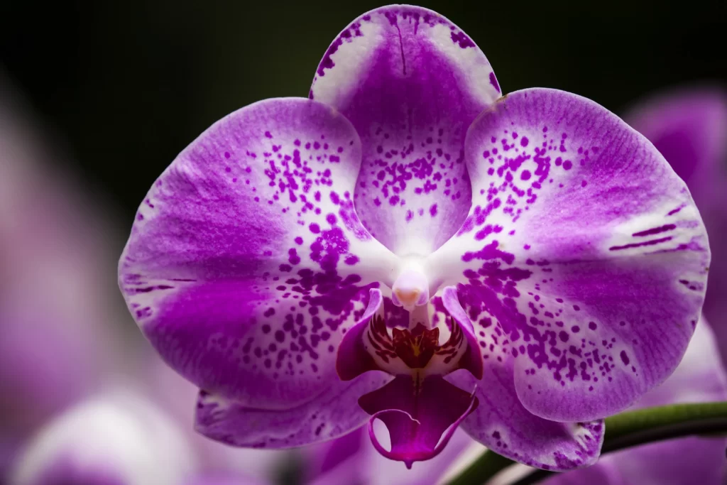 Purple Orchid Petals Speckled White Center