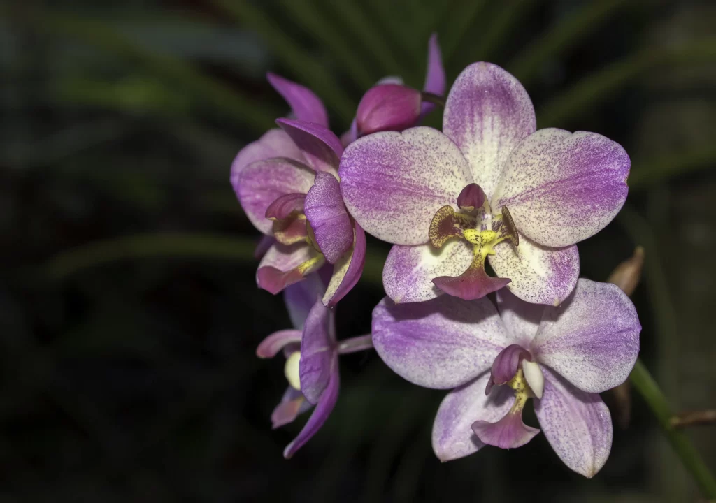 Purple Orchid Petals Speckled Yellow gray Center