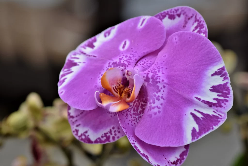 Purple Orchid Petals Speckled Yellow warm Center