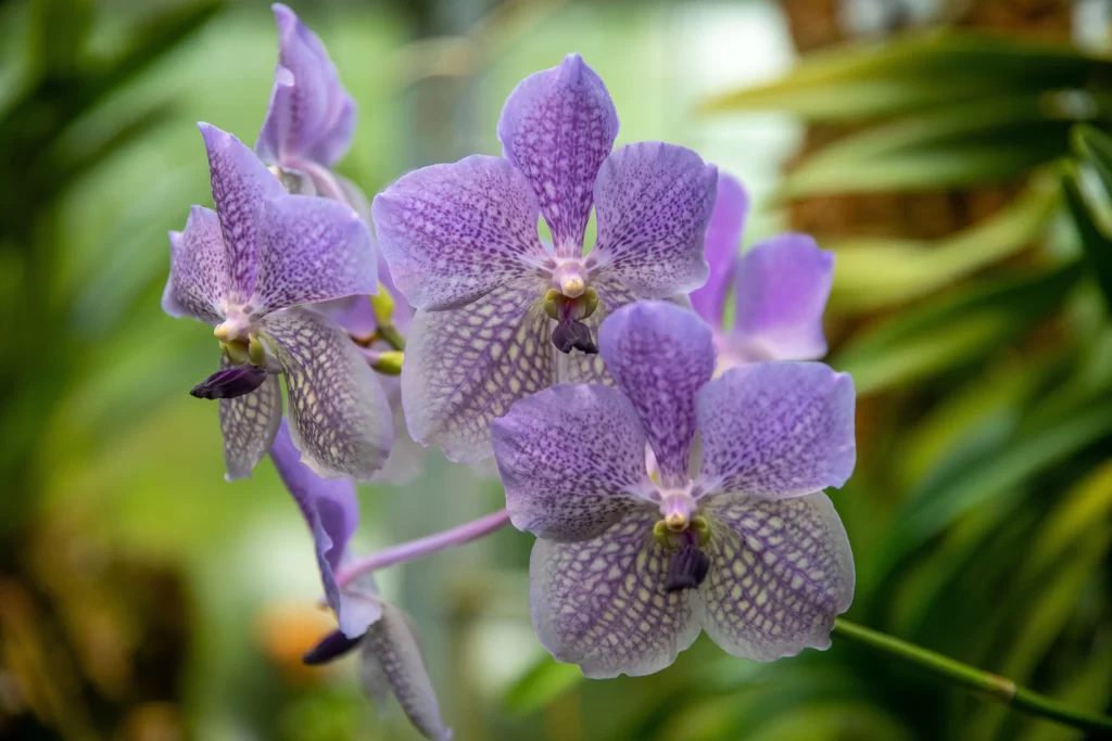 Purple Orchid Petals Speckled Pattern gray Greenery