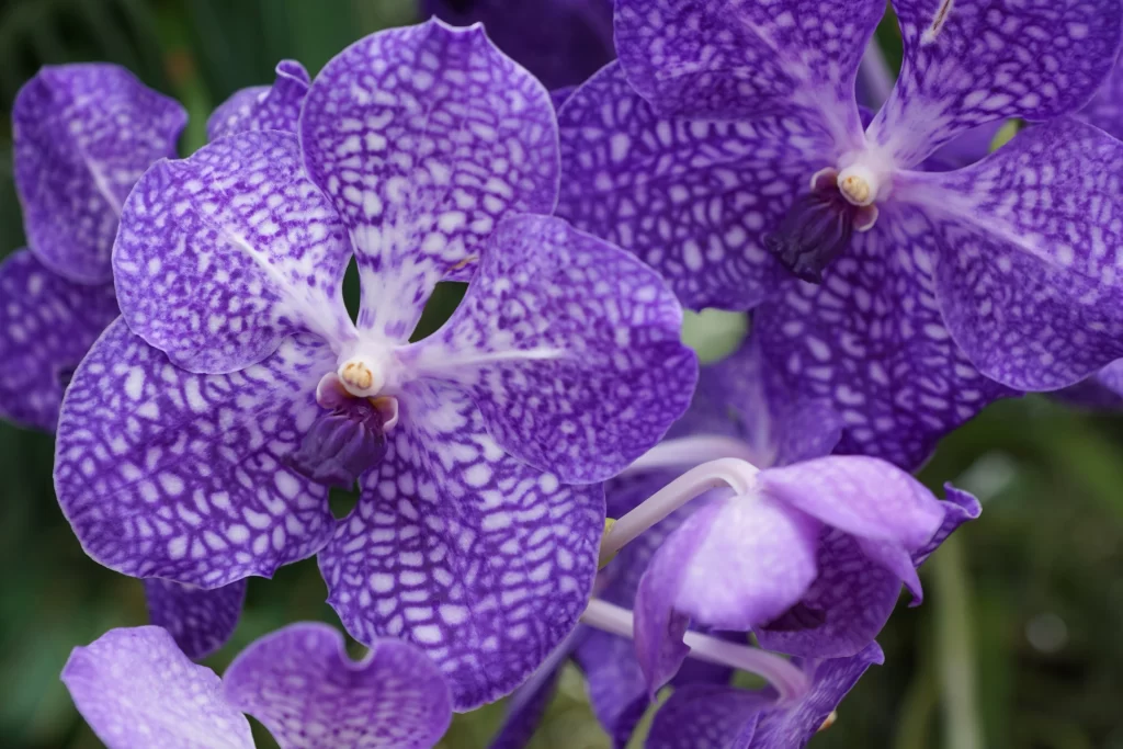Purple Orchid Petals Speckled cool Pattern