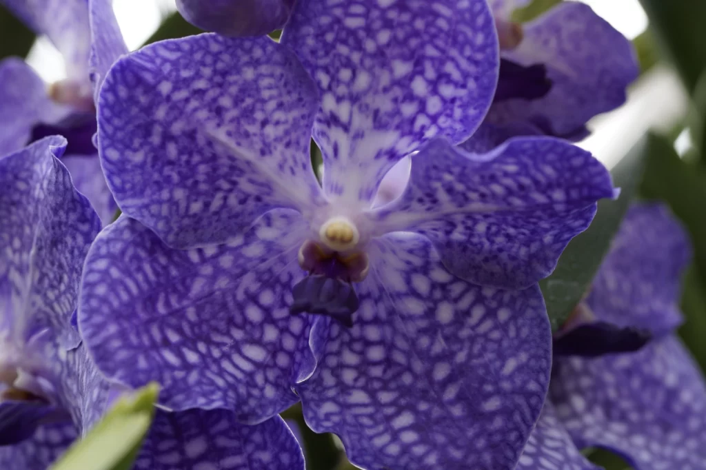 Purple Orchid Petals Speckled cool Pattern