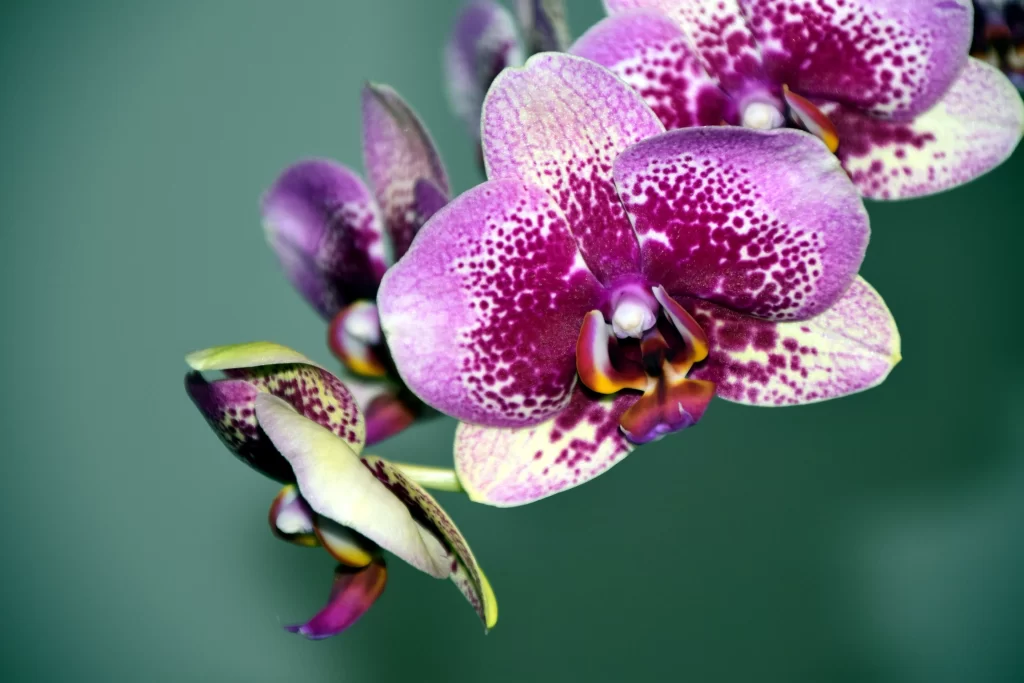 Purple Orchid Petals Spots Yellow Center