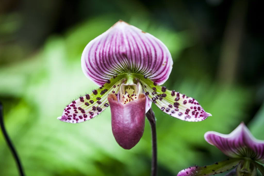 Purple Orchid Petals Spots Green