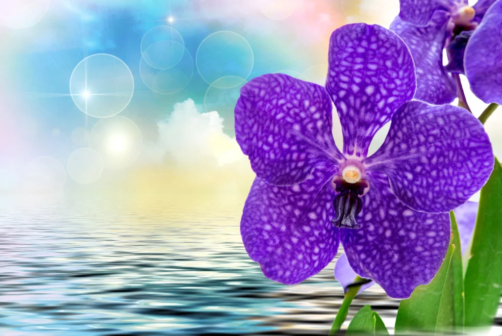 Purple Orchid Petals Spots Water Reflection
