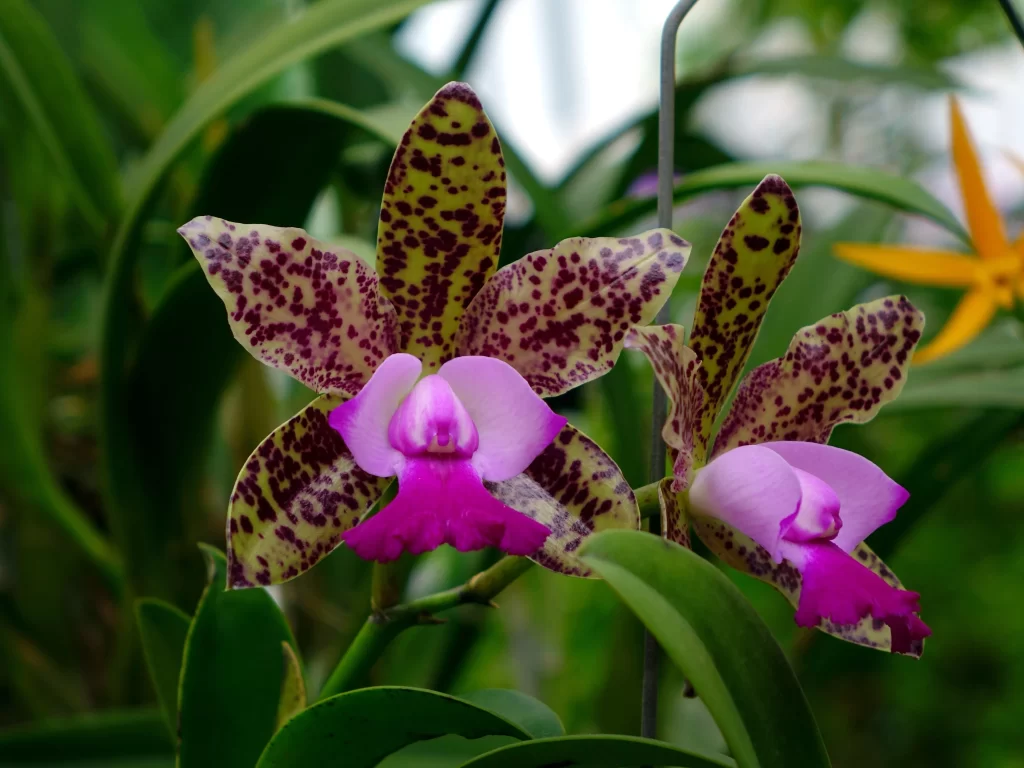 Purple Orchid Petals Spotted Yellow Green