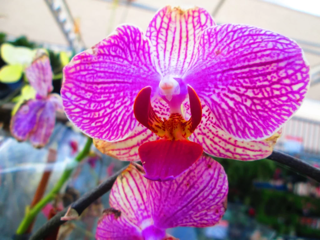 Purple Orchid Petals Stripes Vibrant