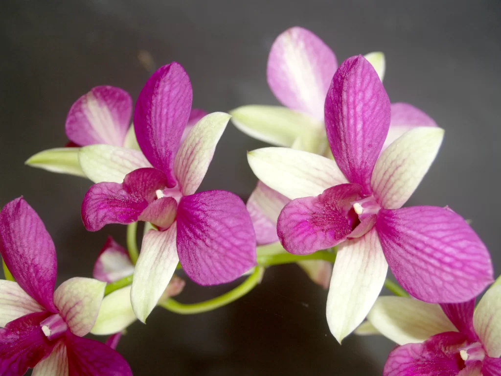 Purple Orchid Petals Stripes warm Blooming