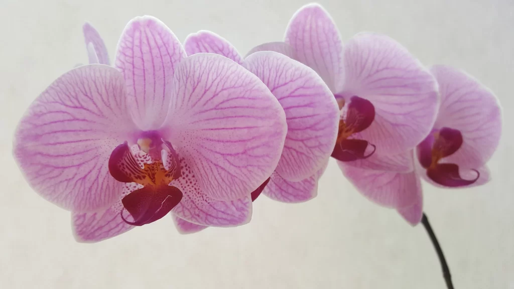 Purple Orchid Petals Stripes Center