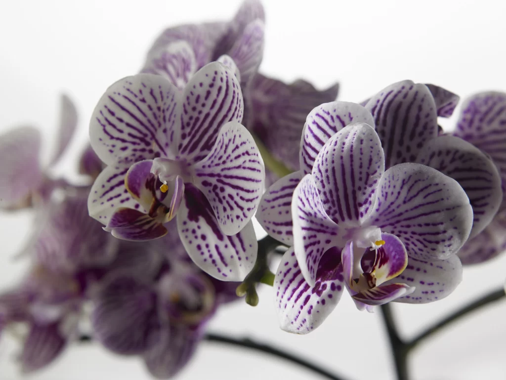 Purple Orchid Petals Stripes gray Spots