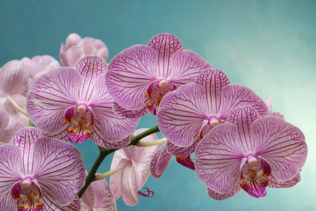 Purple Orchid Petals Stripes gray Blooming