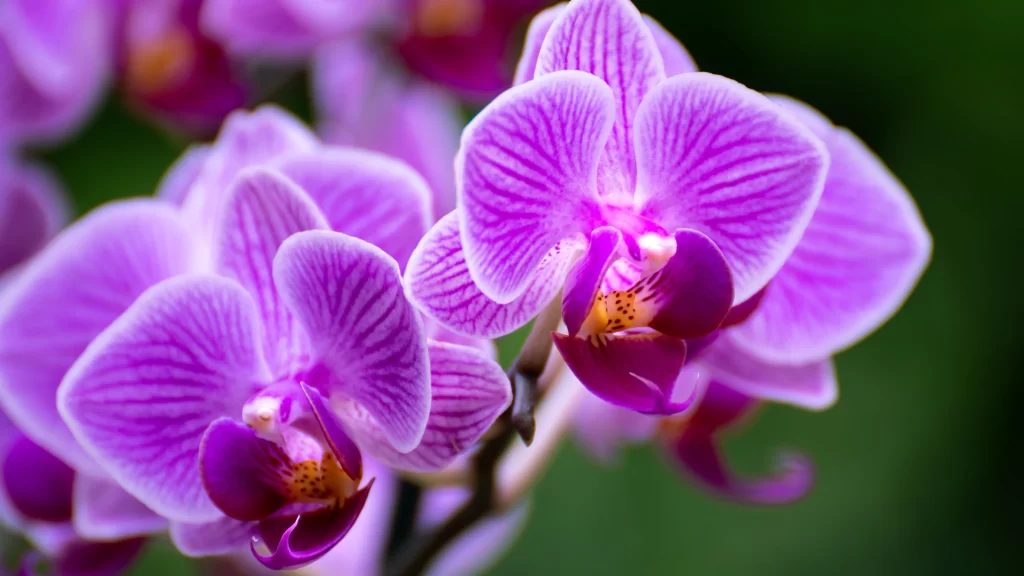 Purple Orchid Petals Stripes Yellow Center