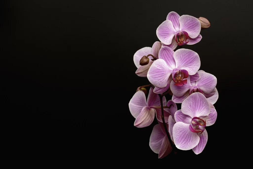 Purple Orchid Petals Stripes dark Blooms