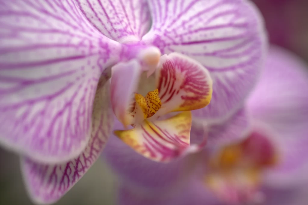 Purple Orchid Petals Stripes Yellow