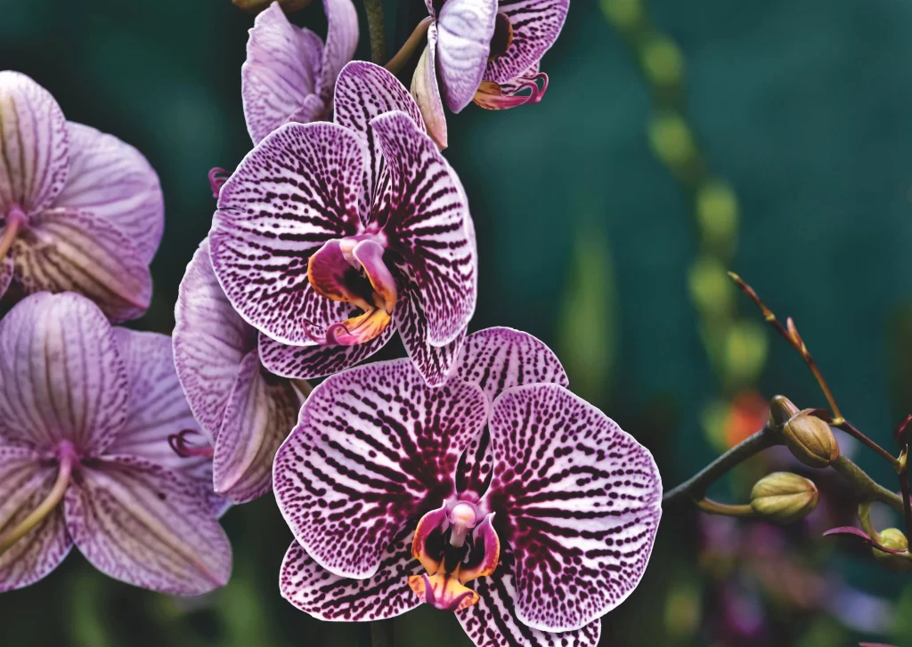 Purple Orchid Petals Stripes gray Spots