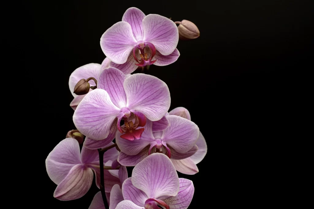 Purple Orchid Petals Stripes Dark Background