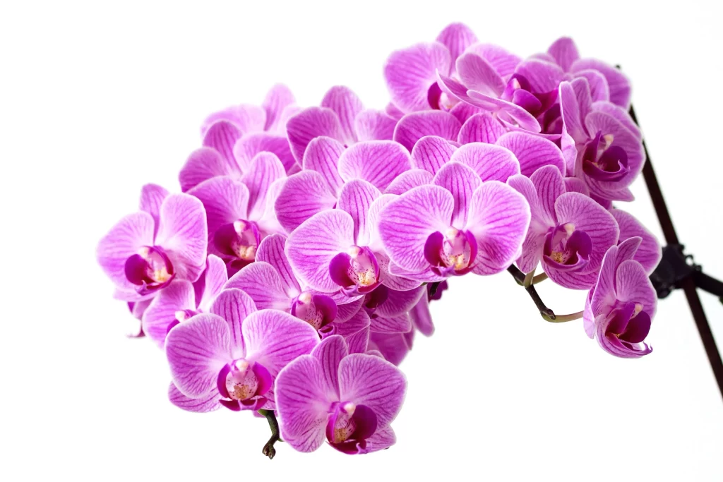 Purple Orchid Petals Stripes warm Blooming