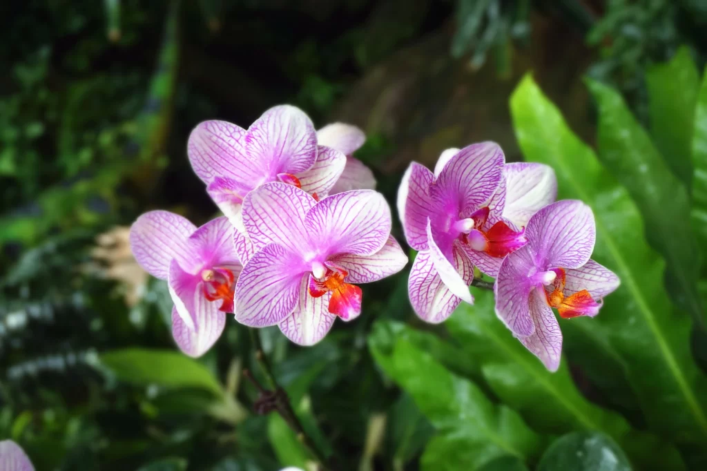 Purple Orchid Petals Stripes Red Center