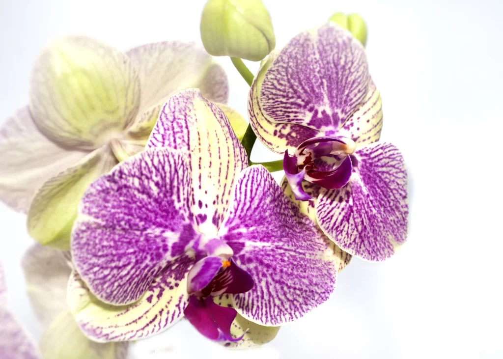 Purple Orchid Petals Stripes white Blooms