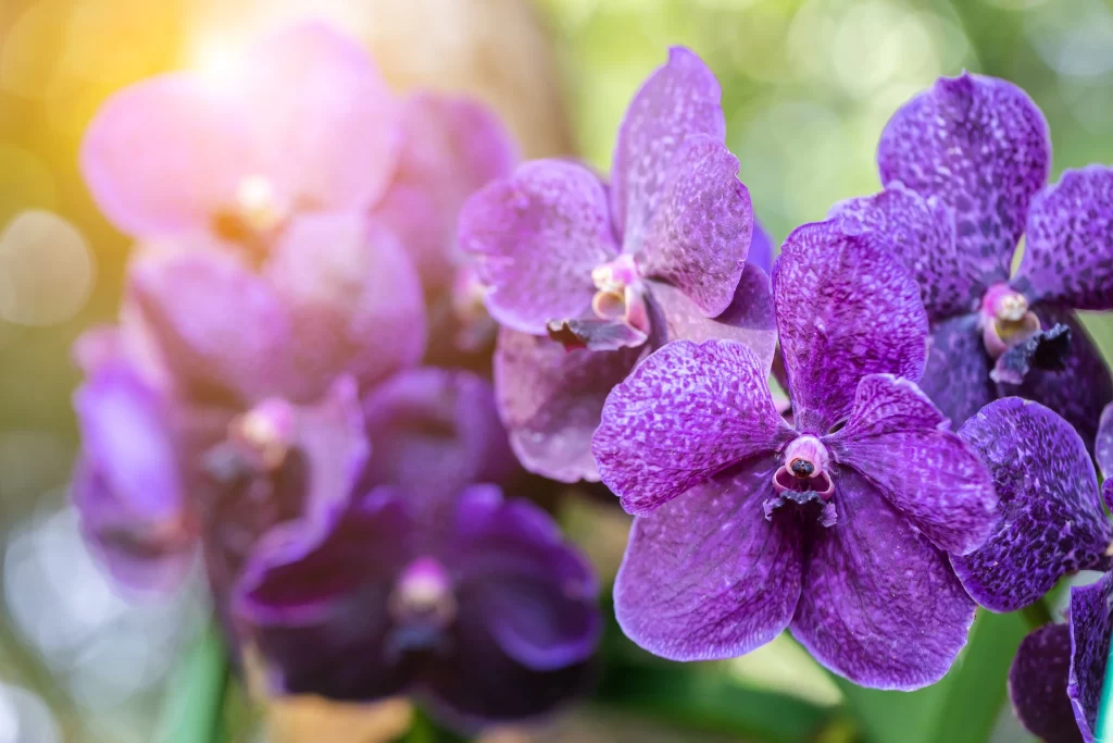 Purple Orchid Petals Texture Sunlight