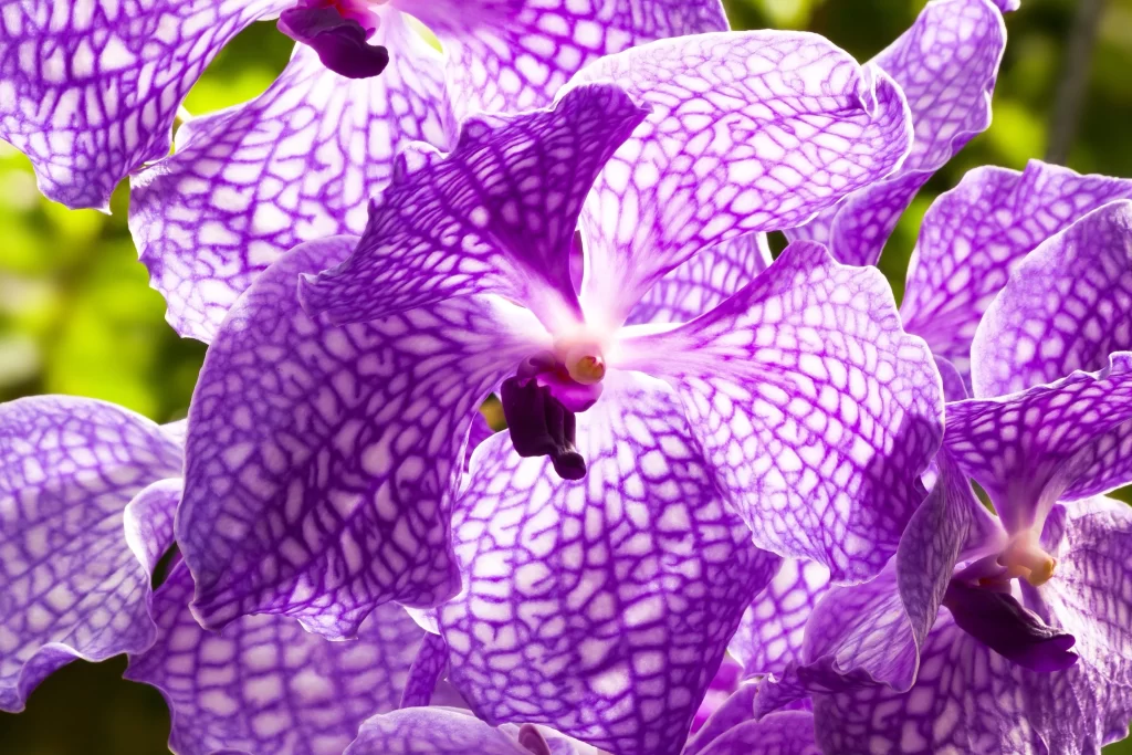 Purple Orchid Petals Veins Bright
