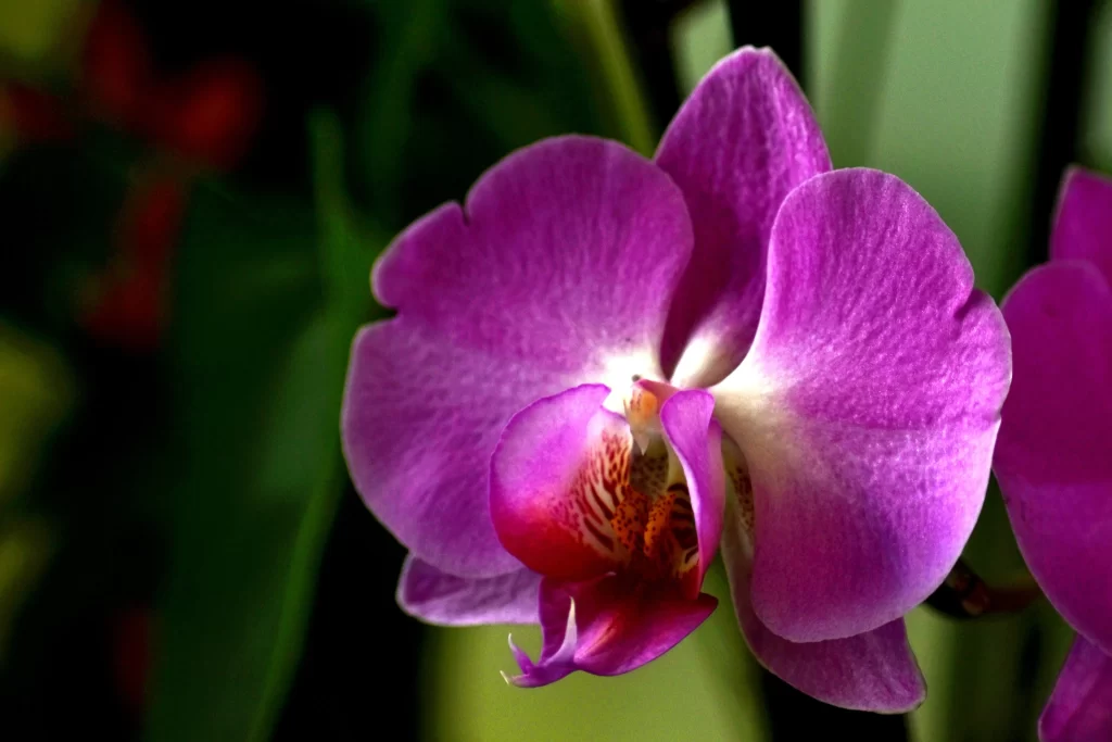 Purple Orchid Petals Vibrant Colorful Center