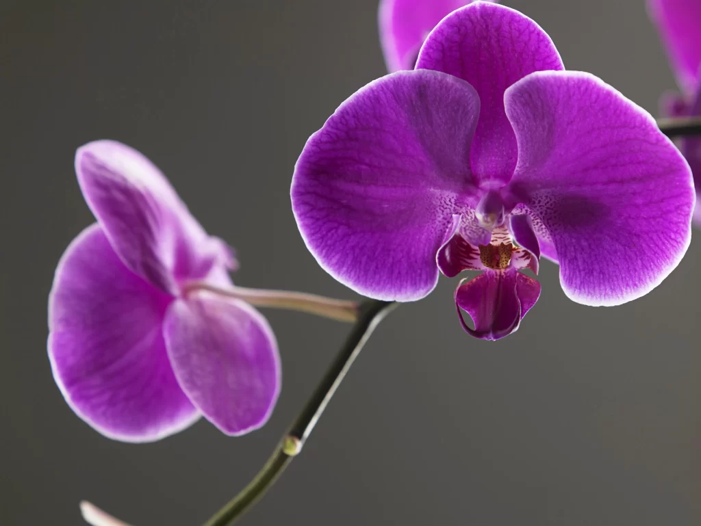 Purple Orchid Petals warm Blooming