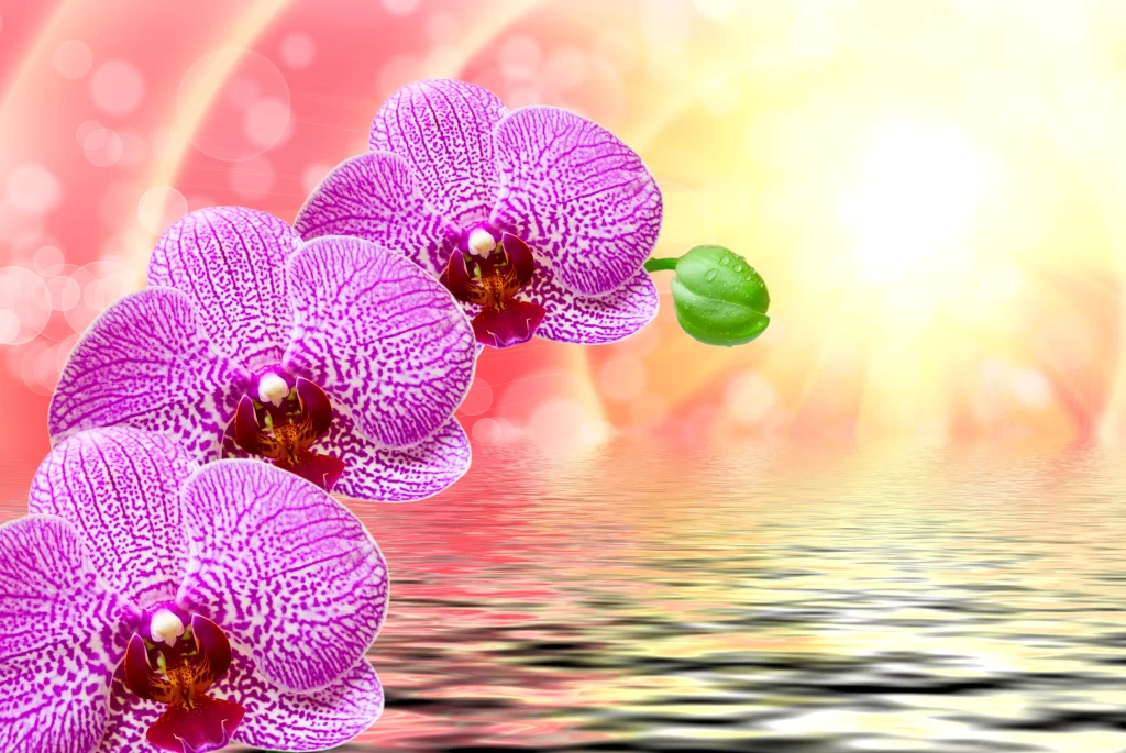 Purple Orchid Petals Water Reflections