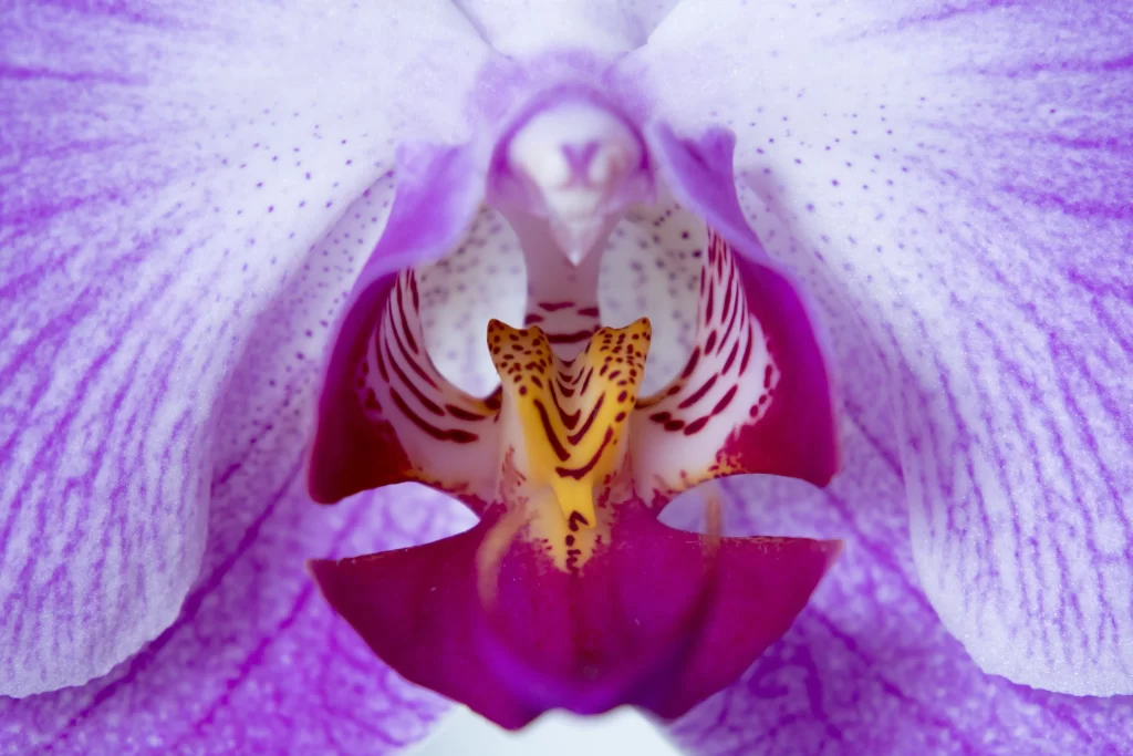 Purple Orchid Petals Yellow Center Speckled