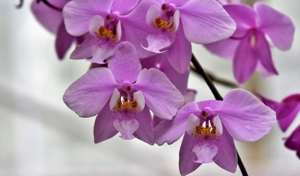 Purple Orchid Petals Yellow warm Center