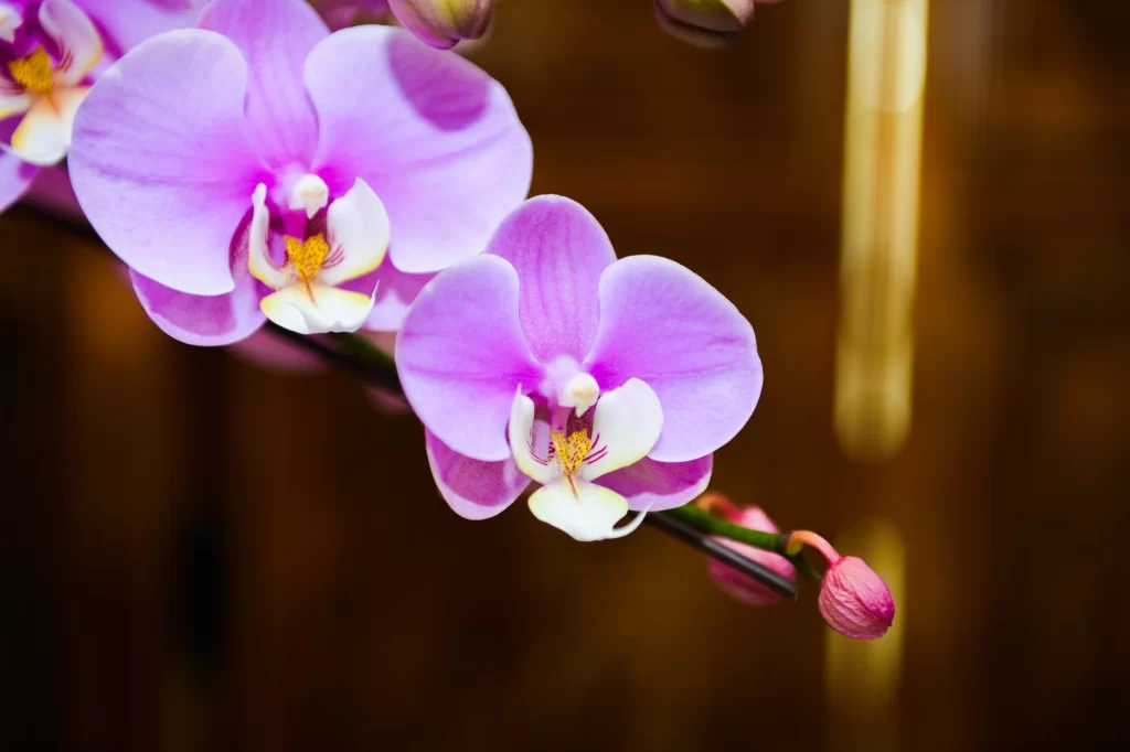 Purple Orchid Petals Yellow Center Bud
