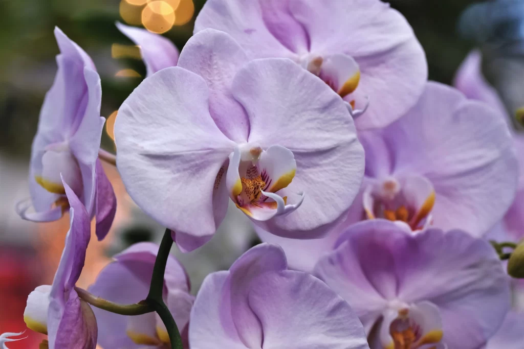 Purple Orchid Petals Yellow gray Center