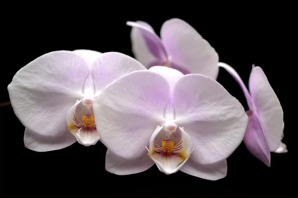 Purple Orchid Petals Yellow gray Center