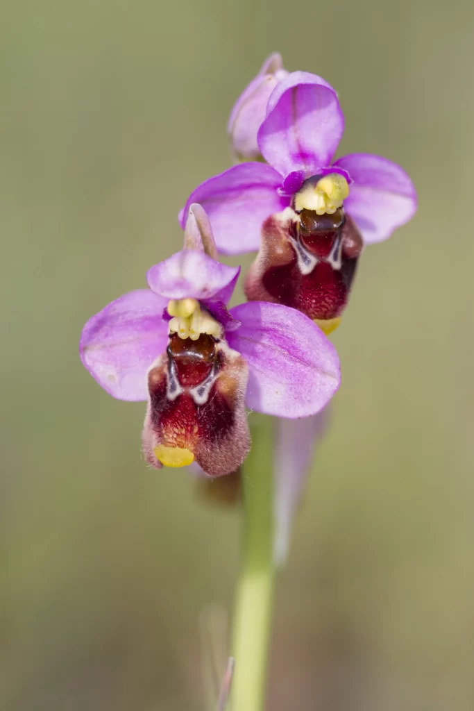 Purple Orchid Petals Yellow gray Center