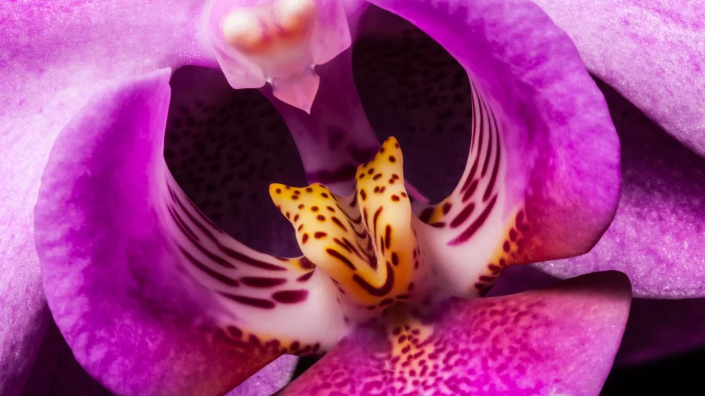 Purple Orchid Petals Yellow Spots