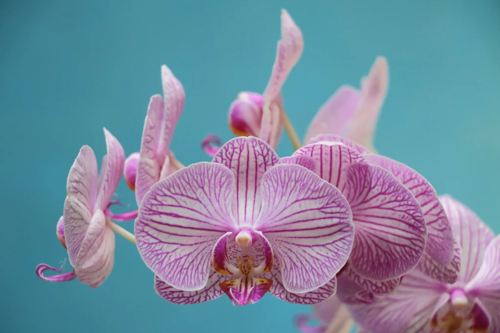 Purple Orchid Striped Petals Bloom