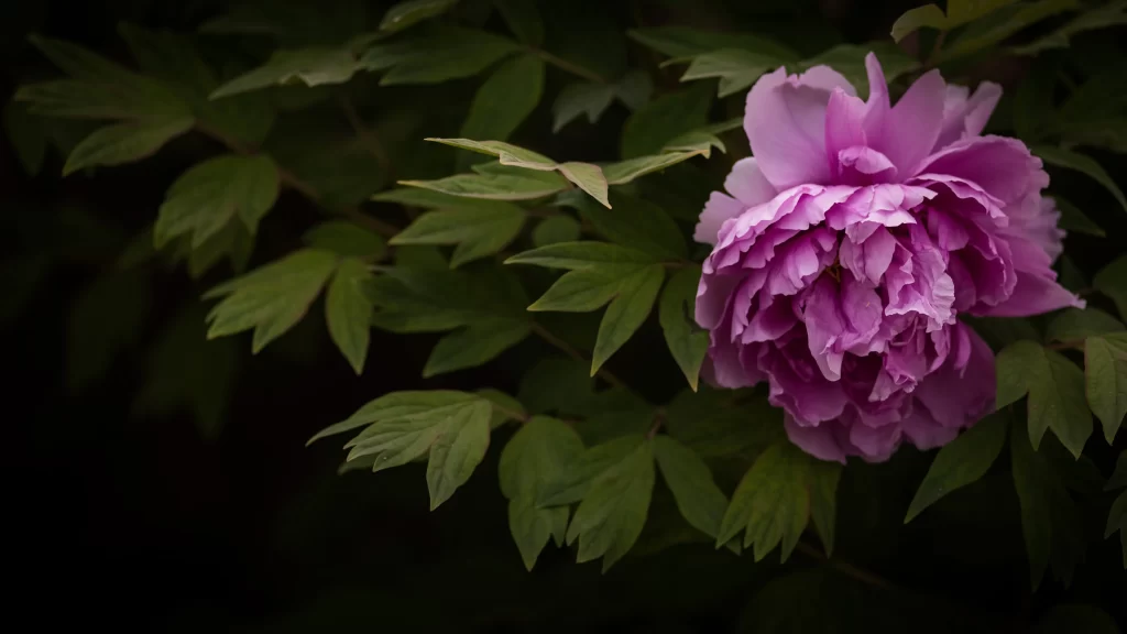 Purple Peony Bloom Petals Dark Background
