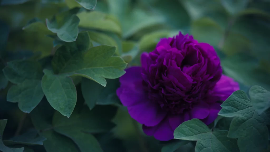 Purple Peony Bloom Petals Green dark Leaves