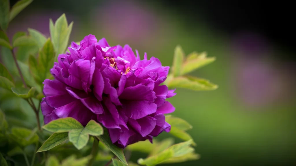 Purple Peony Bloom Petals Green gray Leaves