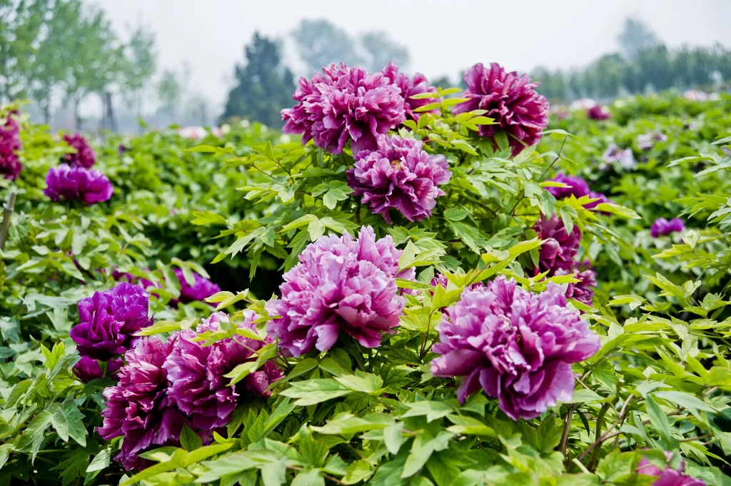 Purple Peony Blooming Petals Green Leaves