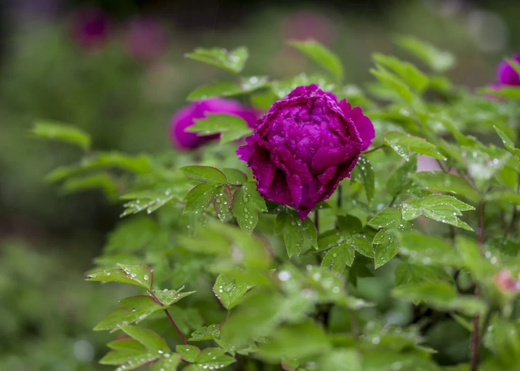 Purple Peony Petals Dewdrops Green Leaves