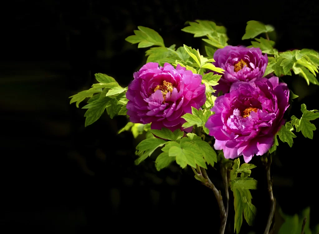 Purple Peony Petals Green Leaves Bright