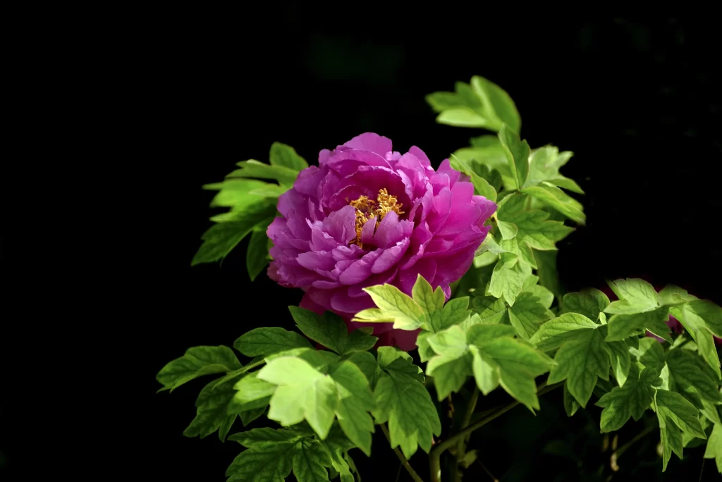 Purple Peony Petals Green dark Leaves