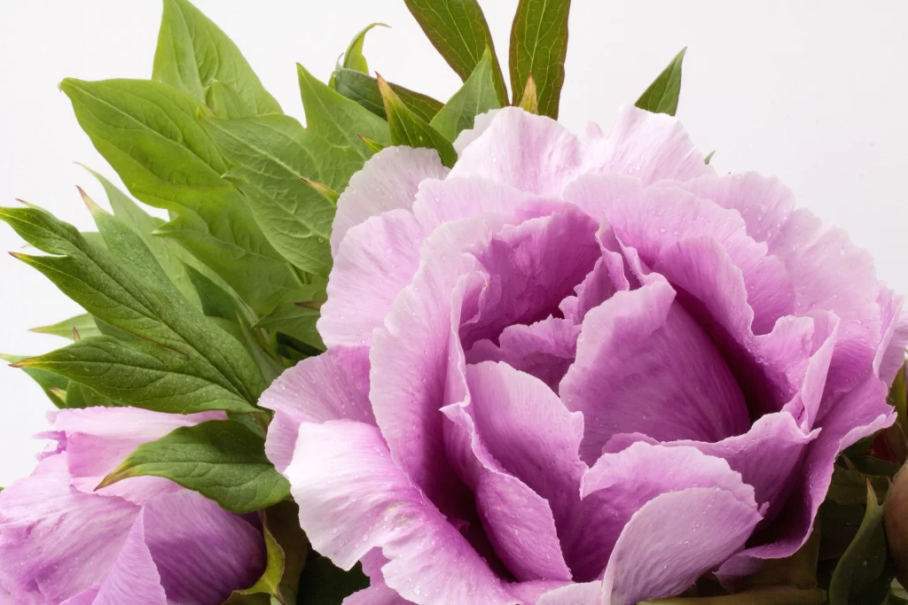 Purple Peony Petals Green Leaves Dewdrops