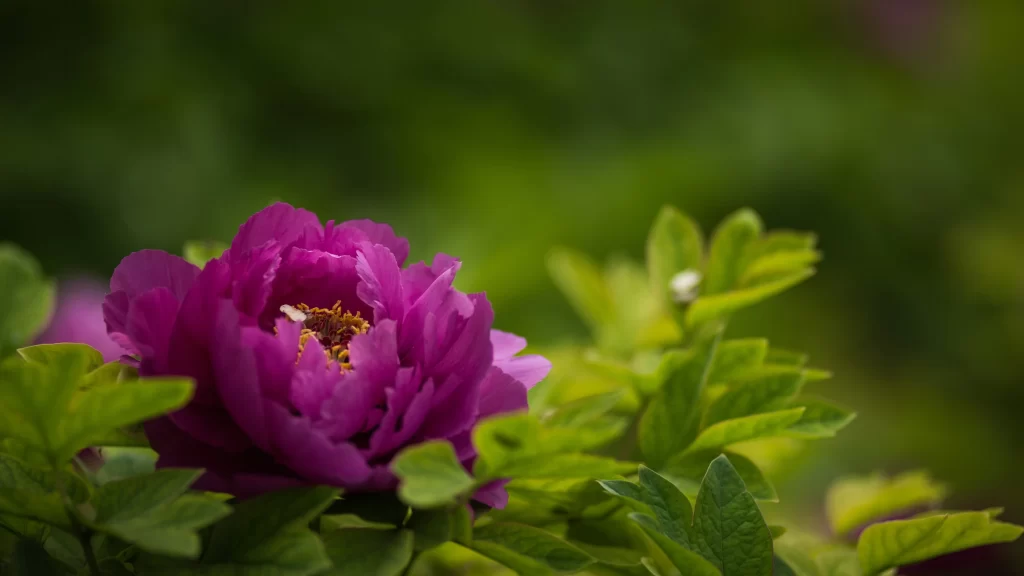 Purple Peony Petals Green warm Leaves
