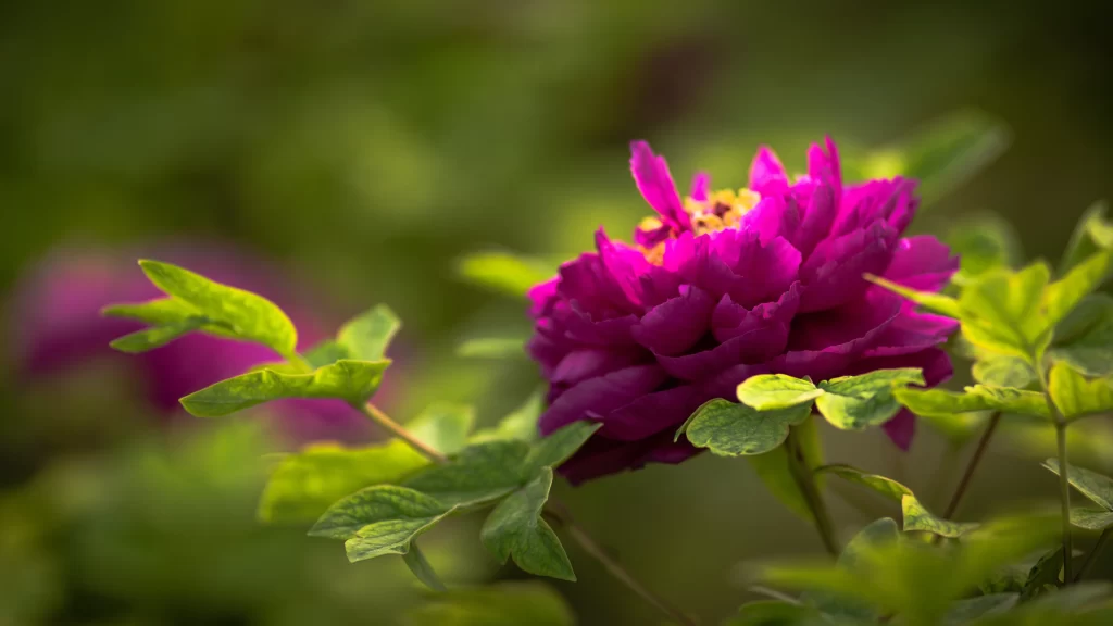 Purple Peony Petals Green warm Leaves