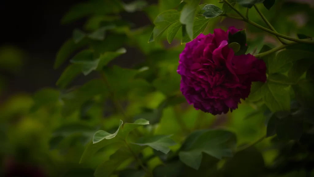 Purple Peony Petals Ruffled Dense Green Leaves