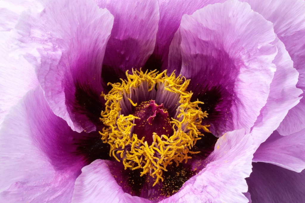 Purple Peony Petals Yellow Stamen
