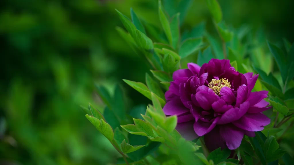 Purple Peony Petals Yellow Stamen Green Leaves
