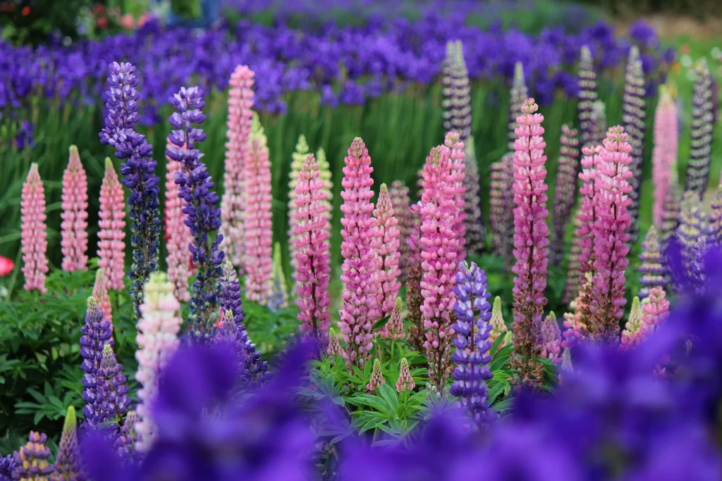 Purple Pink Lupine Spikes Blooms Garden